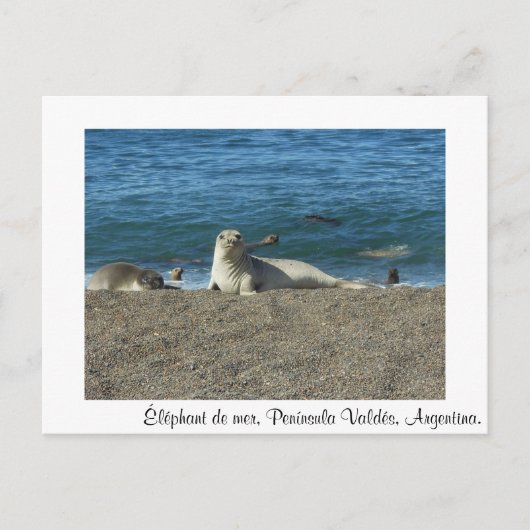 Éléphant de mer ポストカード (正面)