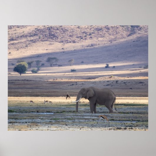Elephant in Ngorongoro Crater — Wildlife Safari Po ポスター (正面)