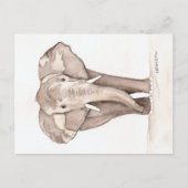 elephant postcard ポストカード (正面)