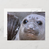 Elephant Seal Pup ポストカード (正面/裏面)