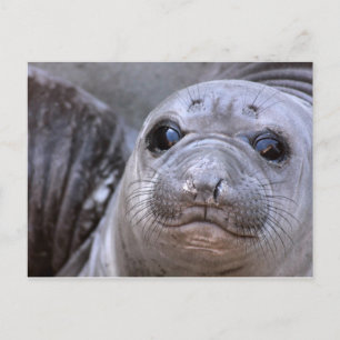 Elephant Seal Pup ポストカード