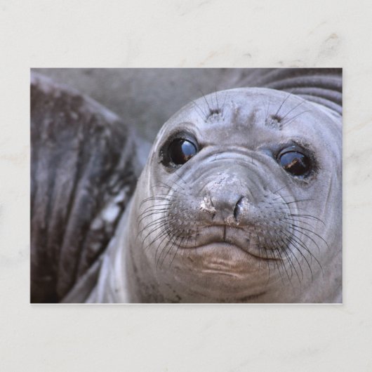 Elephant Seal Pup ポストカード (正面)