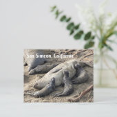 Elephant Seals ポストカード (スタンド正面)