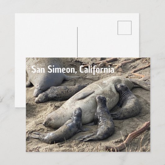 Elephant Seals ポストカード (正面/裏面)