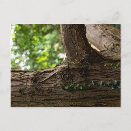 Elephant Tree Postcard ポストカード (正面)