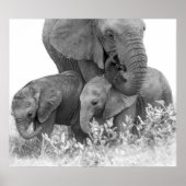 Elephant & Two Calves | Samburu ポスター (正面)