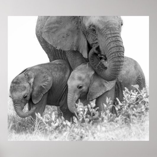 Elephant & Two Calves | Samburu ポスター (正面)