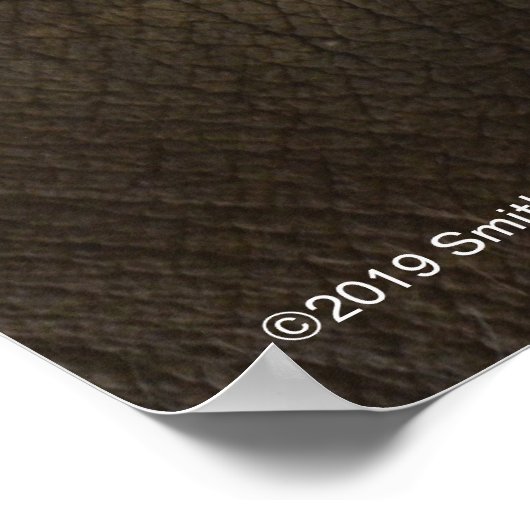 Elephant Up-Close ポスター (角)