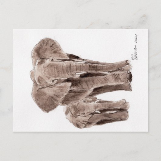 elephants post card ポストカード (正面)