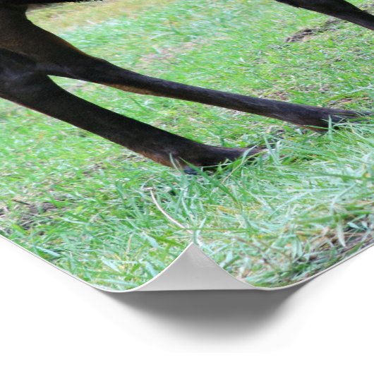 Elkポスター ポスター (角)