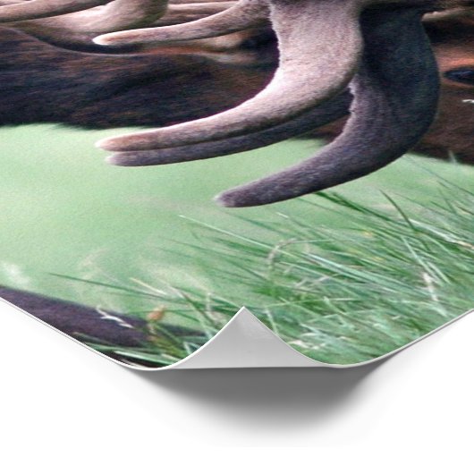 Elk、明救明の自然を向上させる野生生物 ポスター (角)