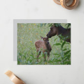 Elk and Calf – Great Smoky Mountains Wildlife ノートカード (正面/裏面インサイチュ)
