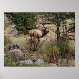 Elk bugling in Rocky Mountain National Park Print ポスター