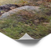 Elk bugling in Rocky Mountain National Park Print ポスター (角)