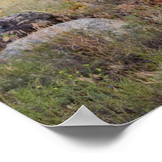 Elk bugling in Rocky Mountain National Park Print ポスター (角)