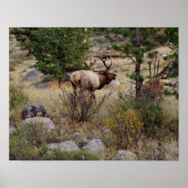 Elk bugling in Rocky Mountain National Park Print ポスター