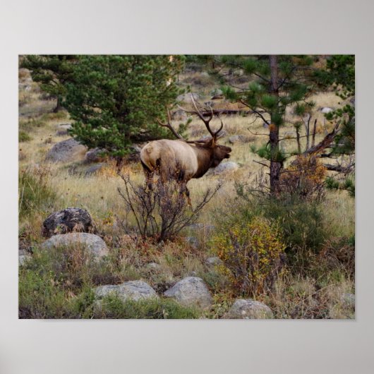 Elk bugling in Rocky Mountain National Park Print ポスター (正面)