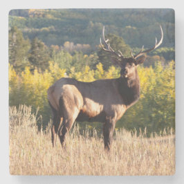 Elk Coasters / Bull Elk in Colorado /《植物》アスペンのElk ストーンコースター