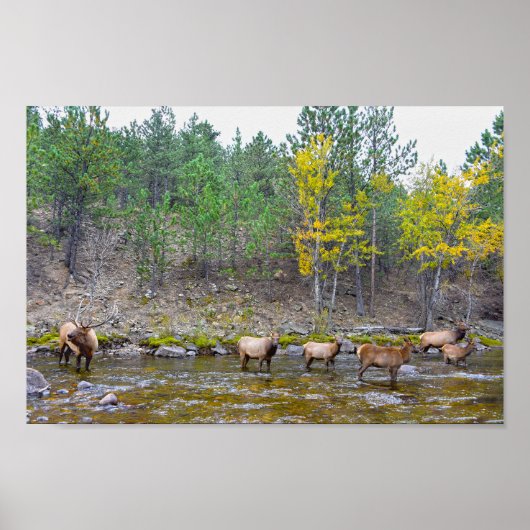 Elk Herd Wading in The Big Thompson River ポスター (正面)