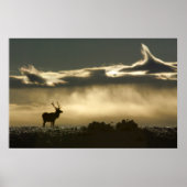 elk in horseshoe park rmnp ポスター (正面)