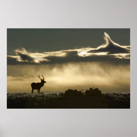 elk in horseshoe park rmnp ポスター (正面)