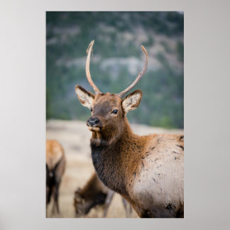 ELK IN ROCKY MOUNTAIN NATIONAL PARK - ELK HERDS GR ポスター