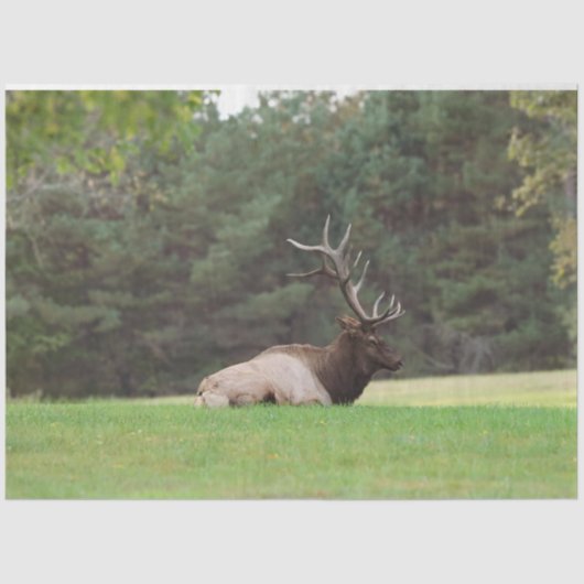 Elk Tissue Paper 薄葉紙 (正面)