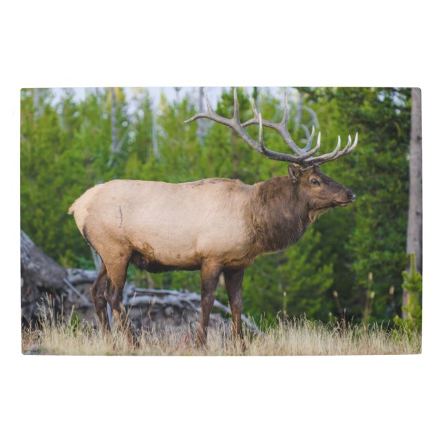 Elk | Yellowstone National Park, Wyoming メタルプリント (正面)