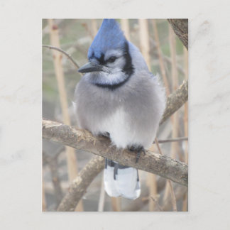 Elliot Lakeポストカードのブルージェイ ポストカード