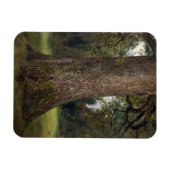 Elmツリーのトランクの勉強, c.1821 (油 マグネット (横)