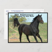 Elmhurst - 「97匹の繁殖動物」のコップのスプリントの勝者 ポストカード (正面/裏面)