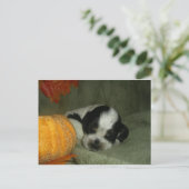 ELVIS、ブルーローアン&タンアメリカンコッカースパニエル犬カップ ポストカード (スタンド正面)