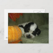 ELVIS、ブルーローアン&タンアメリカンコッカースパニエル犬カップ ポストカード (正面/裏面)