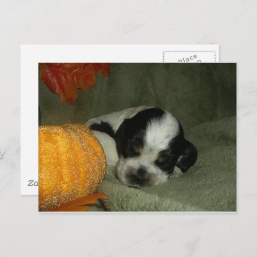 ELVIS、ブルーローアン&タンアメリカンコッカースパニエル犬カップ ポストカード (正面/裏面)