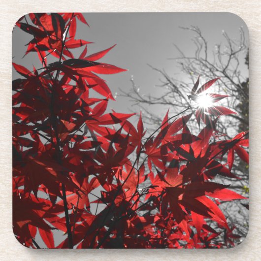 Embers of Autumn コースター (正面)