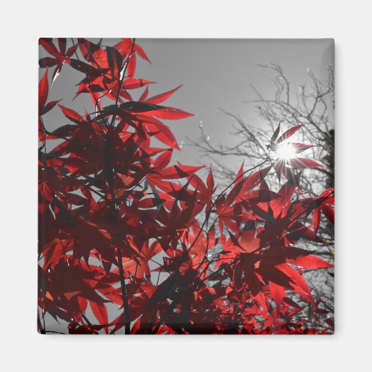 Embers of Autumn マグネット (正面)