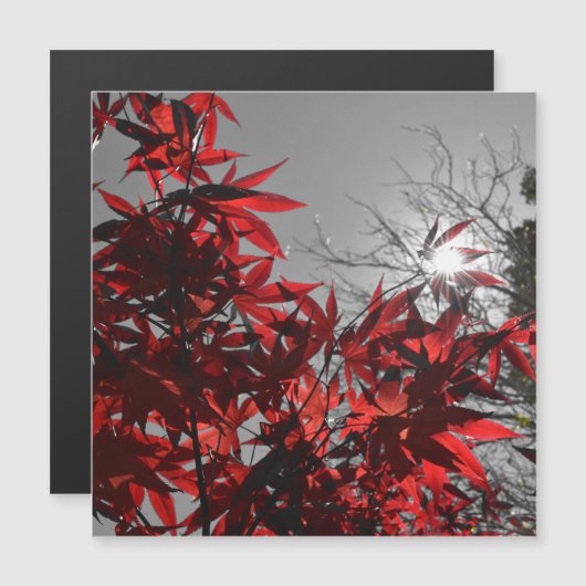 Embers of Autumn Magnetic Card (正面/裏面)