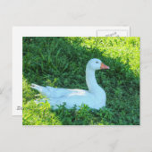 Emden Gooseが日除けポストカードに座る ポストカード (正面/裏面)