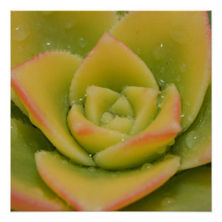 Emerald Bloom: Nature’s Liquid Jewel ポスター