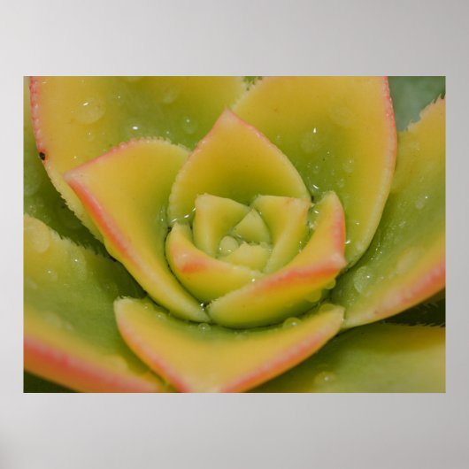 Emerald Bloom: Nature’s Liquid Jewel ポスター (正面)