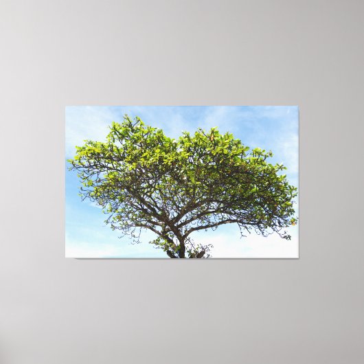 Emerald Canopy: The Coastal Almond Tree キャンバスプリント (正面)