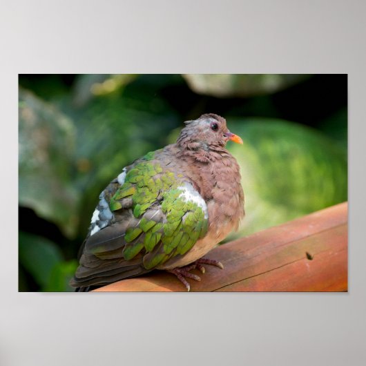 Emerald Doveプロフィールとパーチ ポスター (正面)