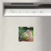 Emerald Doveプロフィールとパーチ マグネット (インサイチュ (食洗機))