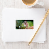 Emerald Doveプロフィールとパーチ ラベル (インサイチュ)