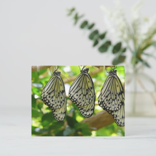 Emerging From Cocoonsはがき ポストカード (スタンド正面)