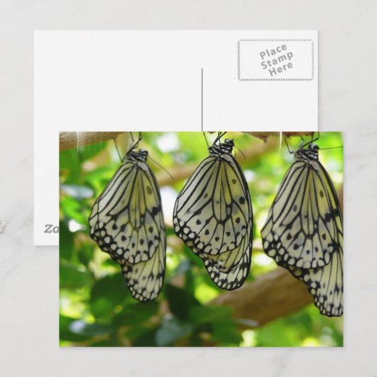 Emerging From Cocoonsはがき ポストカード (正面/裏面)