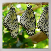 Emerging From Cocoons Poster ポスター (正面)