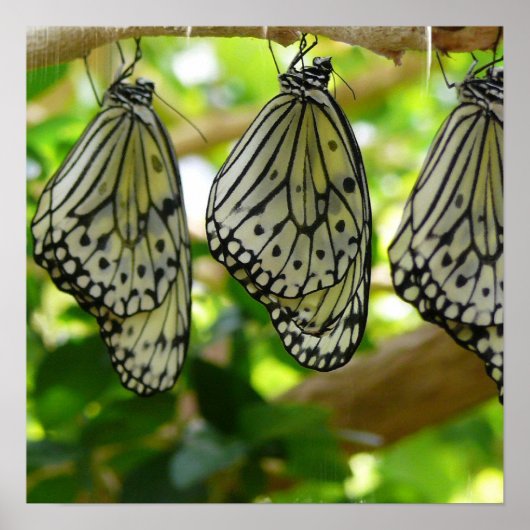 Emerging From Cocoons Poster ポスター (正面)