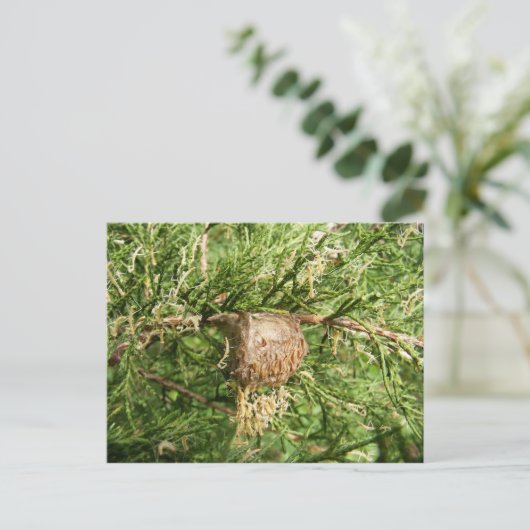 Emerging Mantisのはがき ポストカード (スタンド正面)