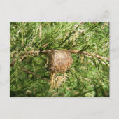 Emerging Mantisのはがき ポストカード (正面)